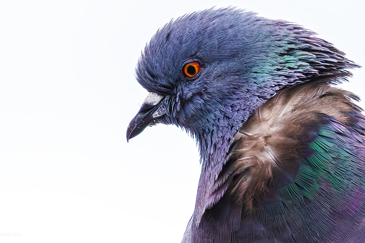 Rock Dove looking sharp